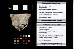 Foto (Objekt + Etikett) von Culmenformosa sp.  (NHMW-GEO-1990-0041-3275)